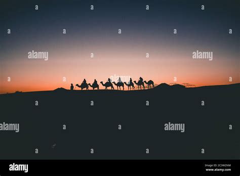 Beautiful Silhouette of Camels on Travel Tour through Sahara Desert Sunset Stock Photo - Alamy