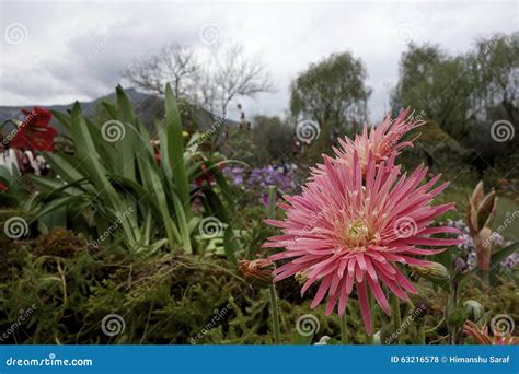 A Pink Flower at the Royal Bhutan Flower Exhibition Stock Photo - Image ...