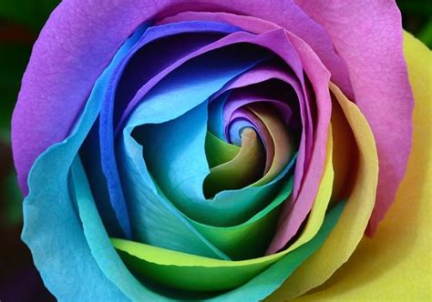 Vendors - Equally Wed, modern LGBTQ+ weddings + LGBTQ-inclusive wedding pros | Rose flower ...