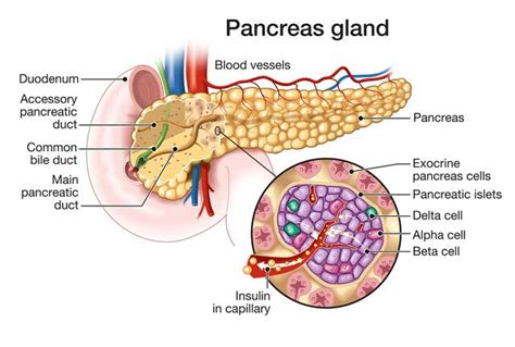 200以上 pancreas histology exocrine cells 149762