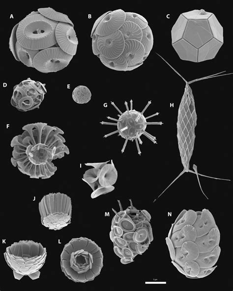 Fig.2.Calcify