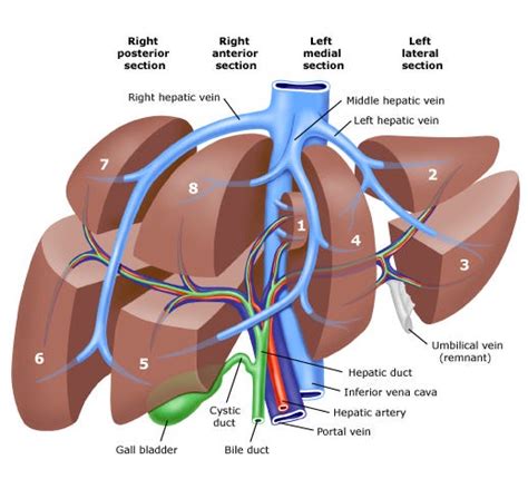 Imaging the Liver – Matt Stammers – Medium