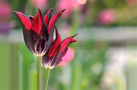 tulips, Closeup, Flowers Wallpapers HD / Desktop and Mobile Backgrounds