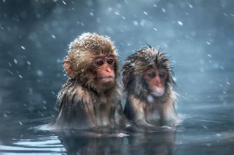 snow, animals, 2K, bathing, monkey, the primacy of, Japanese macaque, Macaca fuscata, water ...