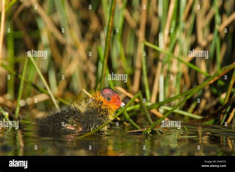 Eurasian coot chick scientific name hi-res stock photography and images - Alamy