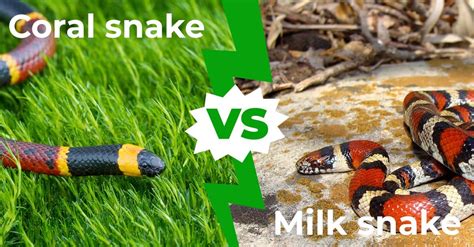 Coral Vs Milk Snake: What You Need To Know Before Buying