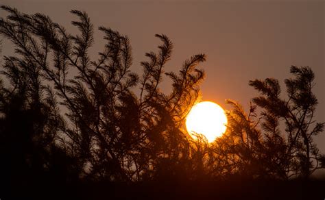 Forest Fire | Sun obscured by smoke. | Kurayba | Flickr