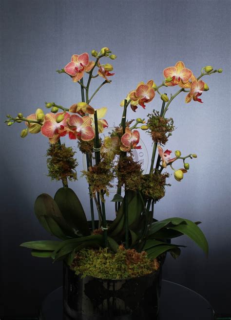 Orchids Delivery | Orchid Delivery NYC - Same Day Orchid Delivery In New York