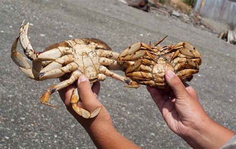 Male Vs Female Crab: 3+ Best Ways To Differentiateouachitaadventures.com