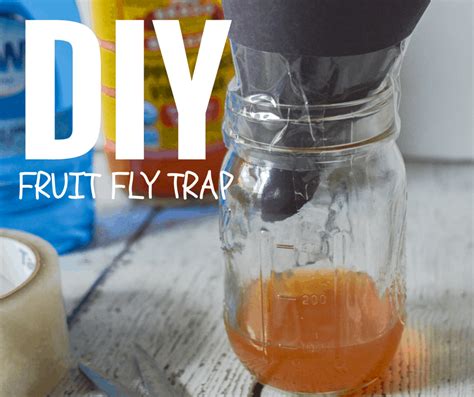 DIY Fruit Fly Trap - The Natural Nurturer