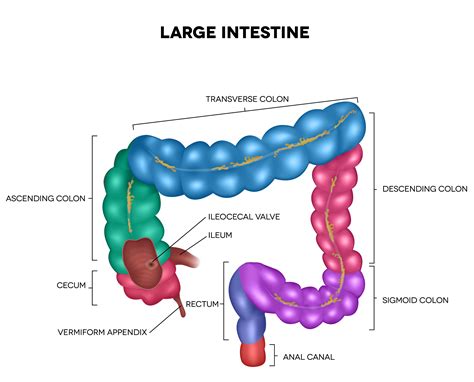 Large Intestine Detailed Illustration | gutCARE