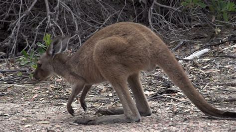 Kangaroo moving in slow motion in Cape Le Grand National Park 1277137 ...