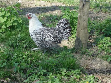 Deathlayer Chicken: Pictures, Info, Traits, and Care Guide | Pet Keen