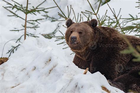 bear portrait in the snow background 12221974 Stock Photo at Vecteezy