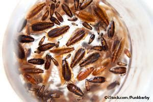 Cockroach Milk — One of the Latest Superfood Contenders