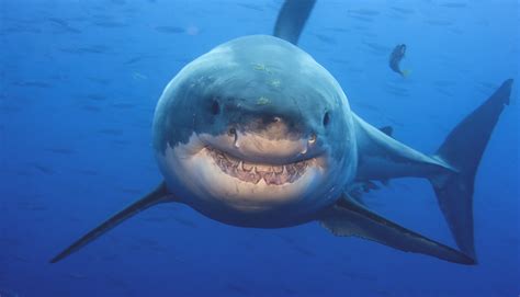 9 things that can actually help you avoid shark encounters | SBS Science