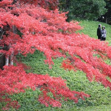 Koishikawa Korakuen - The Japanese garden next to Tokyo Dome