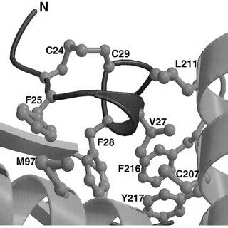 Ferredoxin structure. Ferredoxins from photosynthetic organisms have ...