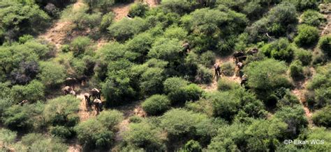 South Sudan wildlife surviving civil war, but poaching and trafficking ...