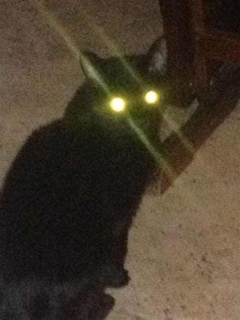 Black Cat with Mesmerizing Eyes