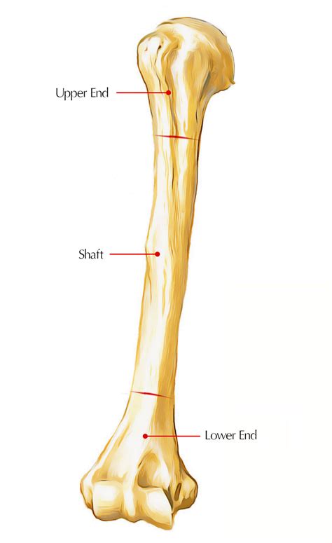 Humerus - Anatomy, Parts, Ossification and Fracture - Earth's Lab