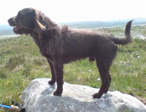 List of Wirehaired Pointing Griffon Mix Breed Dogs