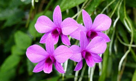 Dendrobium Orchid: Beginner's Care Guide - Brilliant Orchids