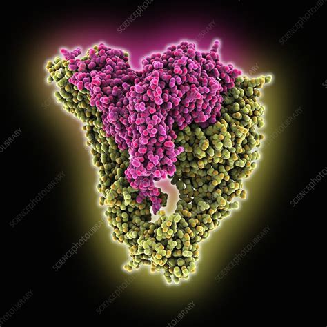 Integrin, molecular model - Stock Image - C015/5441 - Science Photo Library