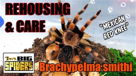 Tom's Big Spiders - Tarantulas and Inverts - Brachypelma smithi Rehouse and Care