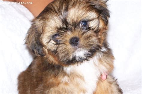 A photo of a 7 Weeks old, brown, Shih Tzu - My favorite puppy of ... | GreatDogSite.com