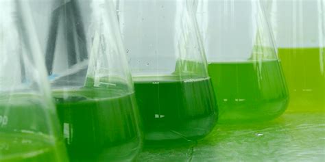 Benefits of microalgae for aquatic life - Aquatic Live Food | Aqua Cultured Aquarium Foods