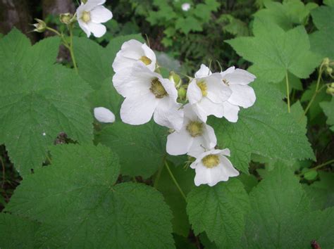 Thimbleberry, Rubus parviflorus | Native Plants PNW