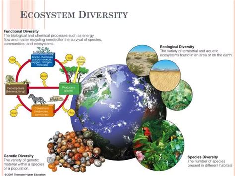 PPT - Ecosystem Diversity PowerPoint Presentation, free download - ID:1957128