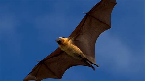 Photo of 'human-sized Bat 100% real' and it's terrifying - Dublin's FM104