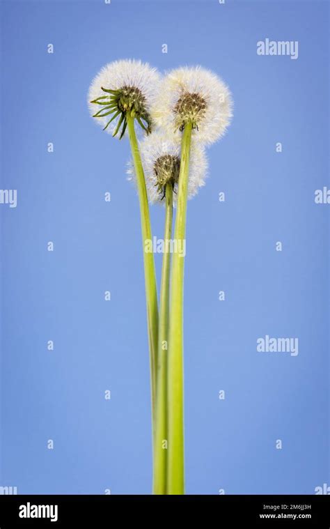 Dandelion clock in morning sun Stock Photo - Alamy