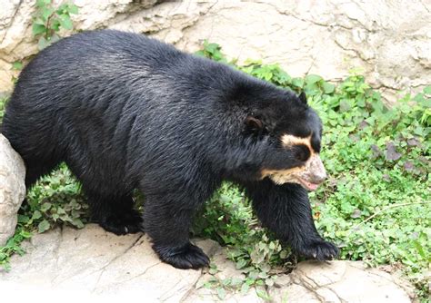 Animales en peligro de extincion: ANIMALES EN PELIGRO DE EXTINCION