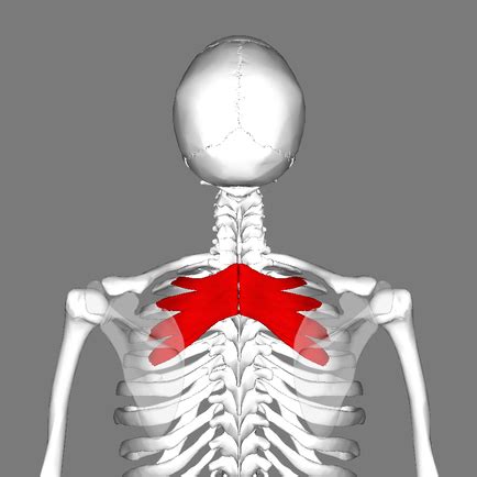 Serratus Posterior - Physiopedia