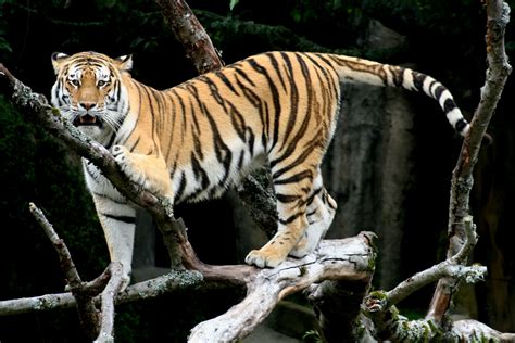 File:Siberian Tiger sf.jpg - Wikimedia Commons