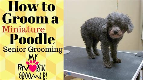 Black Toy Poodle Grooming Styles | Wow Blog