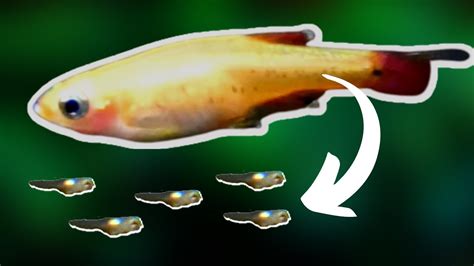 White cloud minnow breeding: GOLDEN WHITE CLOUD MINNOWS HAD BABIES!! - YouTube