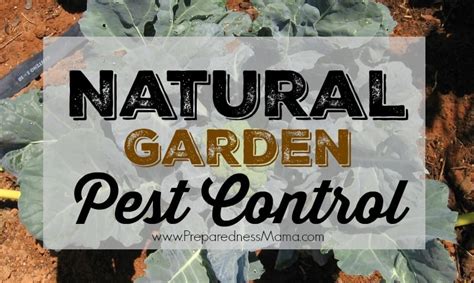 Natural Garden Pest Control Methods - PreparednessMama