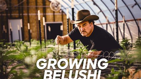 Growing Belushi New Season Release Date on Discovery? • NextSeasonTV