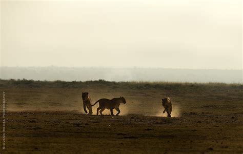 Lions at Amboseli | Amboseli National Park | Shivang Mehta | Flickr