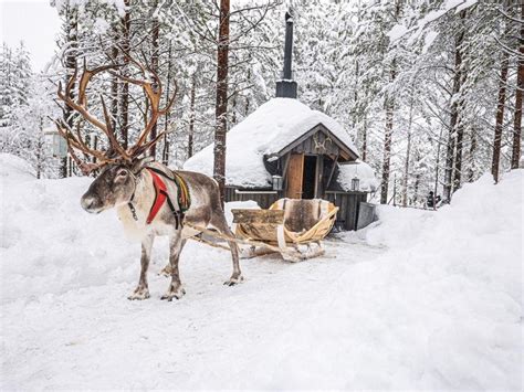 Reindeers in Finnish Lapland - Arctic Guesthouse & Igloos