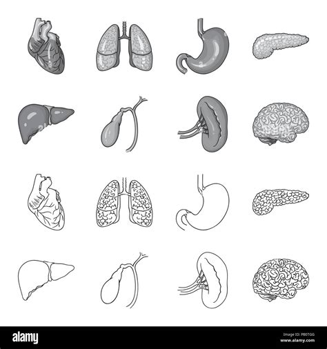Liver, gallbladder, kidney, brain. Human organs set collection icons in outline,monochrome style ...