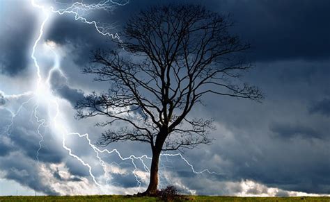 Saving a Tree Struck by Lightning – The Tree Care Guide