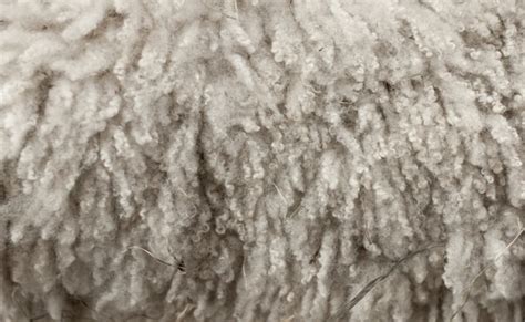 Wool Fibre | Physical and Chemical Properties of Wool Fibre - Garments Merchandising