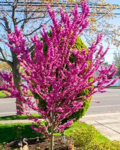 10+ Dwarf Redbud Tree Varieties – World of Garden Plants