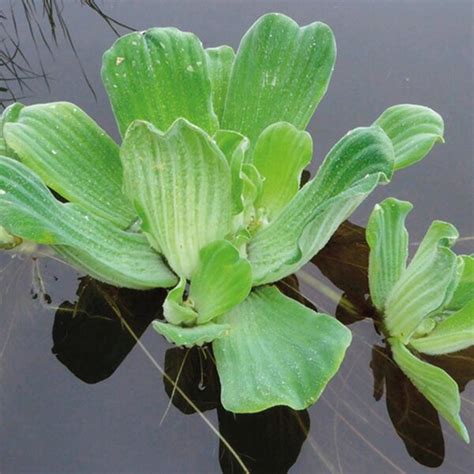 Pistia Stratiotes Best aquarium plants online. Abyss UK.