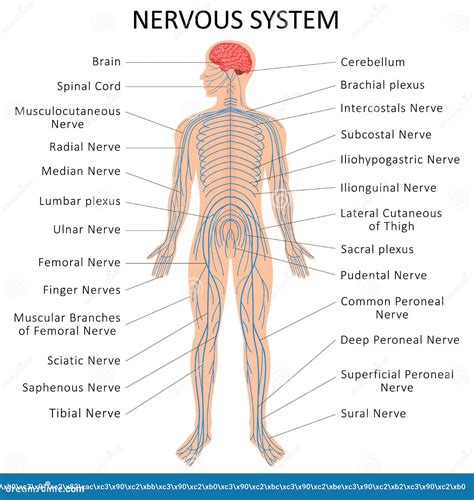 Map Of Nerves In Human Body